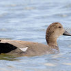 Gadwall